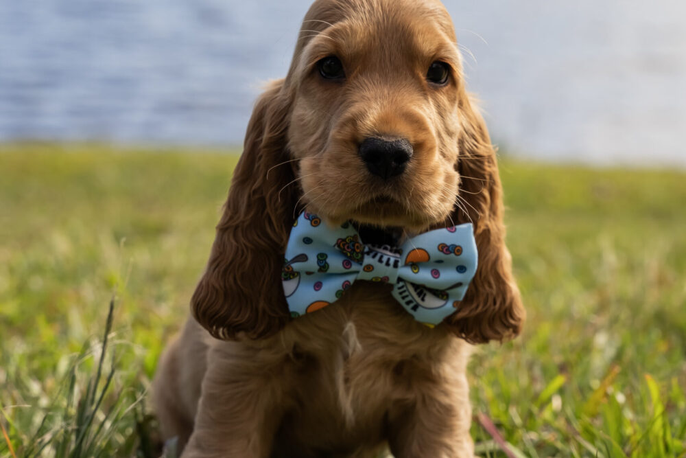 112F923D-1E1A-448F-A355-97DC92A61202