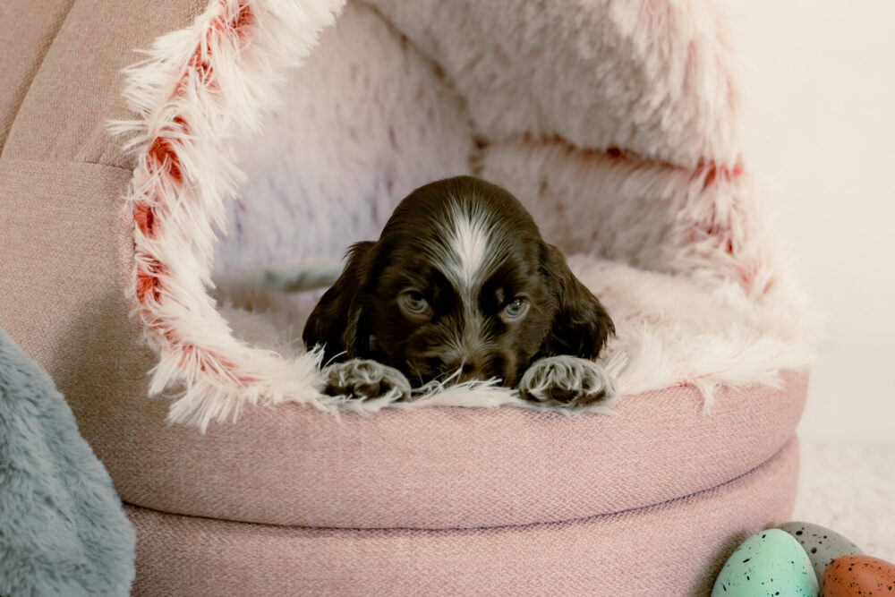 52E7E2F6-C4F2-421C-AA12-0479408B0237