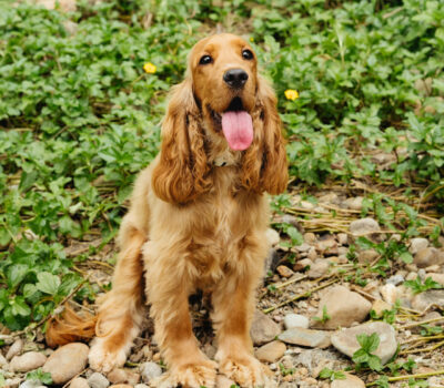 Critter Creek Cockers