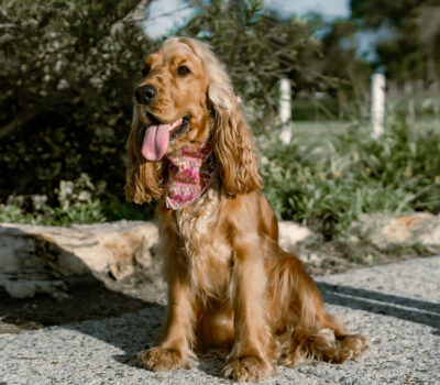 CCE41BC5-4B6B-4562-BBC7-DE2D5142F218